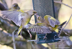 SQUABBLING GREENFINCHES